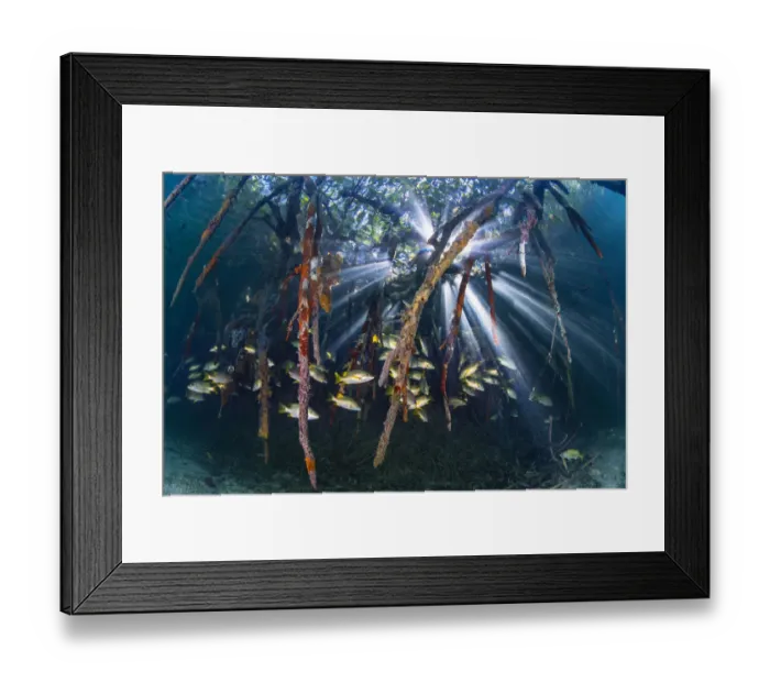 Framed Print : Sunbeams play through the roots of red mangrove trees (Rhizophora sp Framed Print : Sunbeams play through the roots of red mangrove trees (Rhizophora sp