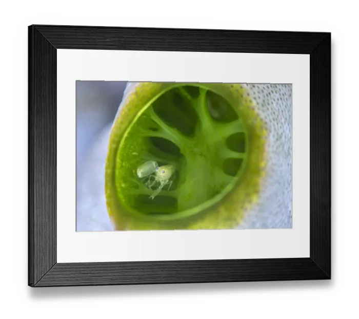 Framed Print : Tiny snapping shrimp (Synalpheus sp. ) looks out from within sea squirt (Didemnum molle Framed Print : Tiny snapping shrimp (Synalpheus sp. ) looks out from within sea squirt (Didemnum molle