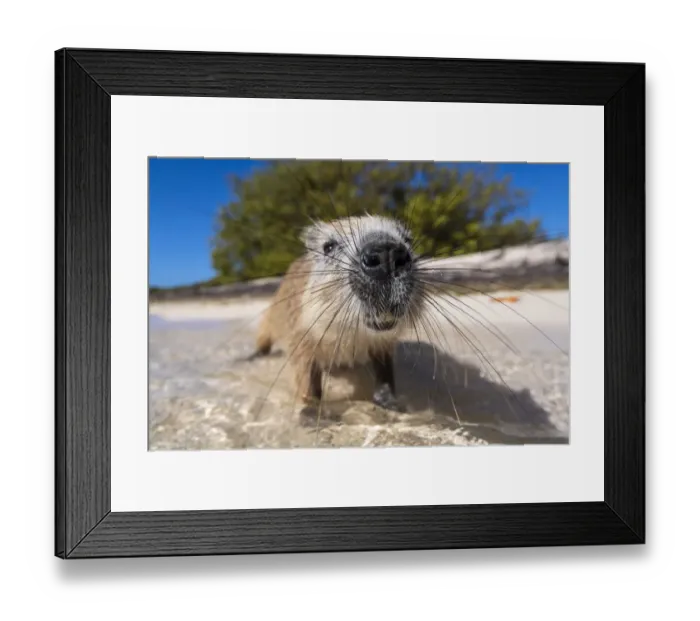 Framed Print : Portrait of an endemic Cuban hutia (Capromys pilorides) on a tropical beach Framed Print : Portrait of an endemic Cuban hutia (Capromys pilorides) on a tropical beach