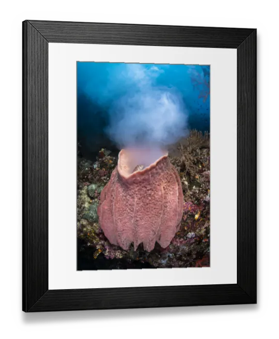 Framed Print : Giant barrel sponge (Xestospongia testudinaria) releases a large cloud of gametes as it Framed Print : Giant barrel sponge (Xestospongia testudinaria) releases a large cloud of gametes as it