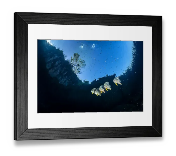 Framed Print : Group of Longfin batfish (Platax teira) beneath the surface, close to an island Framed Print : Group of Longfin batfish (Platax teira) beneath the surface, close to an island