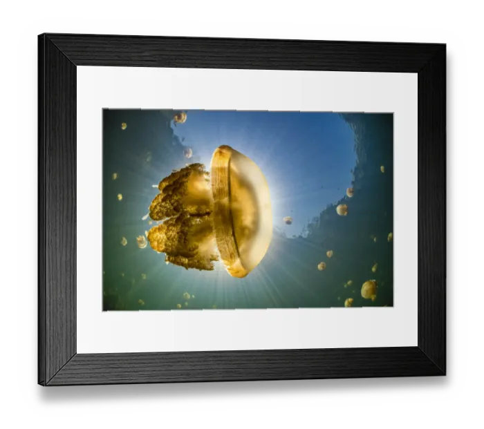 Framed Print : Stingless golden jellyfish (Mastigias sp. ), backlit by the sun Framed Print : Stingless golden jellyfish (Mastigias sp. ), backlit by the sun