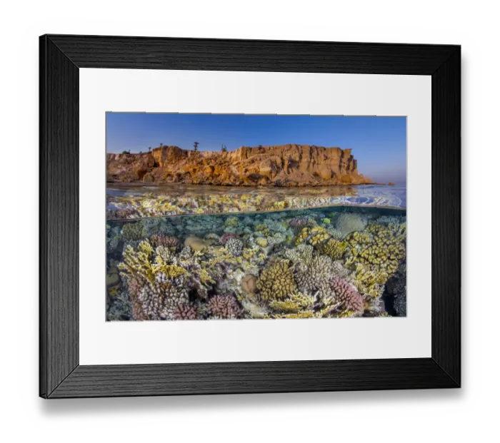 Framed Print : Diverse hard coral growth (Pocillopora damicornis, Pocillopora verrucosa Framed Print : Diverse hard coral growth (Pocillopora damicornis, Pocillopora verrucosa