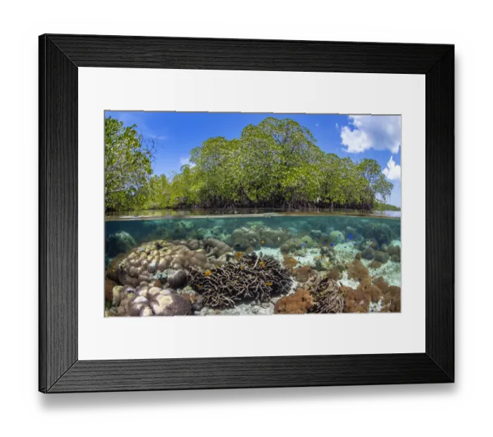 Framed Print : Split level photo of mangrove scenery, with hard corals ( including Goniopora sp Framed Print : Split level photo of mangrove scenery, with hard corals ( including Goniopora sp