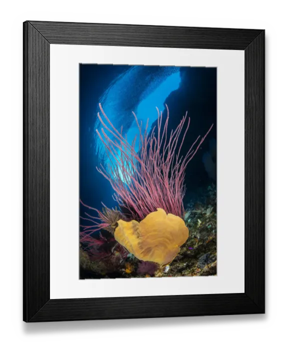 Framed Print : A reef scene with an orange elephant ear sponge (Ianthella basta Framed Print : A reef scene with an orange elephant ear sponge (Ianthella basta