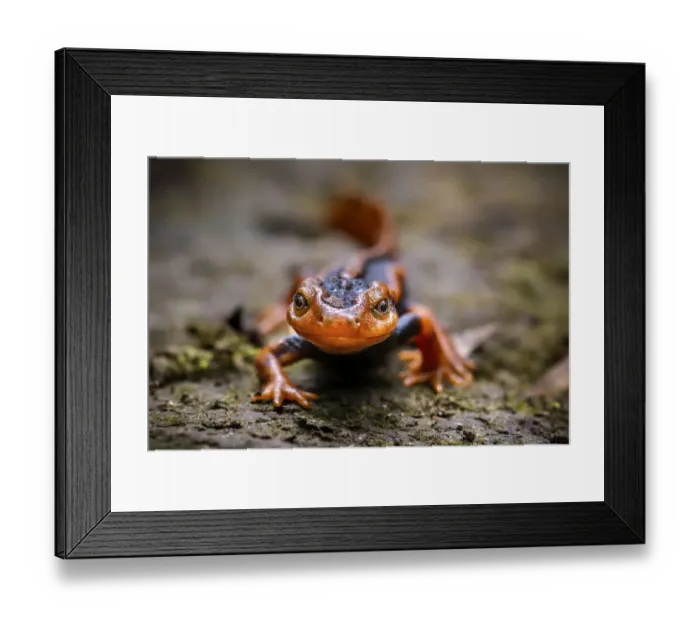 Framed Print : Emperor newt (Tylototriton shanjing) Gaoligong Mountains National Nature Reserve Framed Print : Emperor newt (Tylototriton shanjing) Gaoligong Mountains National Nature Reserve