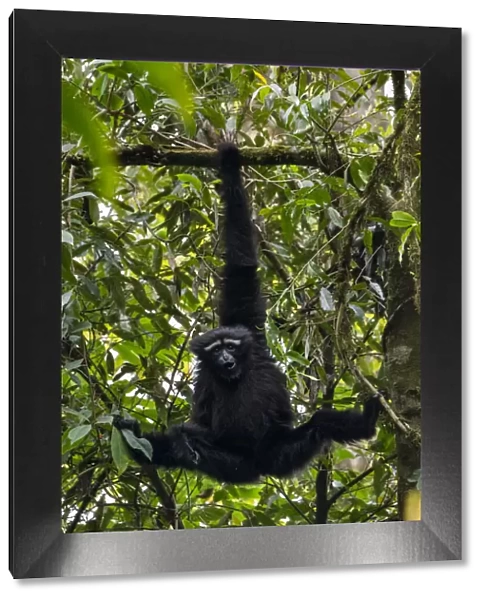 Skywalker hoolock gibbon  /  Gaoligong hoolock gibbon (Hoolock tianxing) hanging from tree