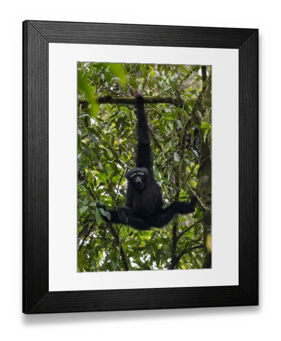 Framed Print : Skywalker hoolock gibbon / Gaoligong hoolock gibbon (Hoolock tianxing) hanging from tree Framed Print : Skywalker hoolock gibbon / Gaoligong hoolock gibbon (Hoolock tianxing) hanging from tree