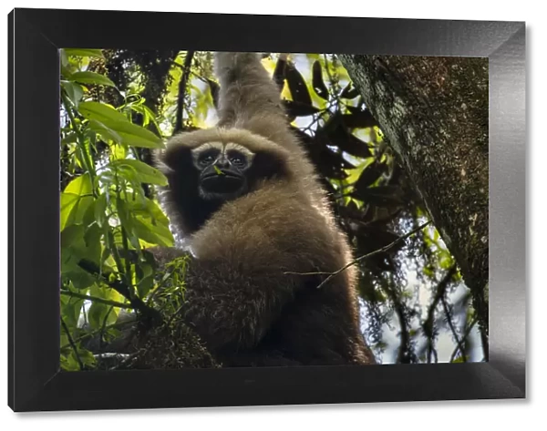 Skywalker hoolock gibbon  /  Gaoligong hoolock gibbon (Hoolock tianxing) hanging from tree