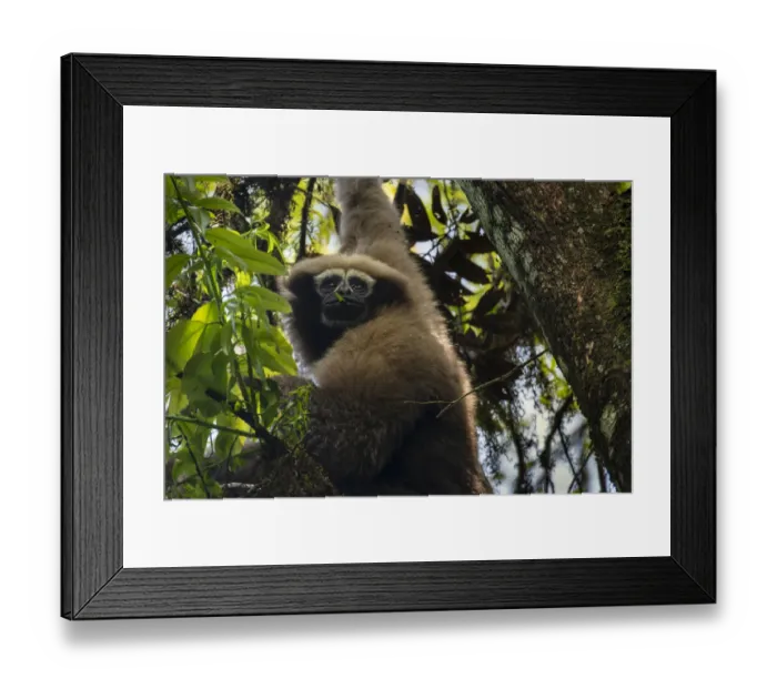 Framed Print : Skywalker hoolock gibbon / Gaoligong hoolock gibbon (Hoolock tianxing) hanging from tree Framed Print : Skywalker hoolock gibbon / Gaoligong hoolock gibbon (Hoolock tianxing) hanging from tree