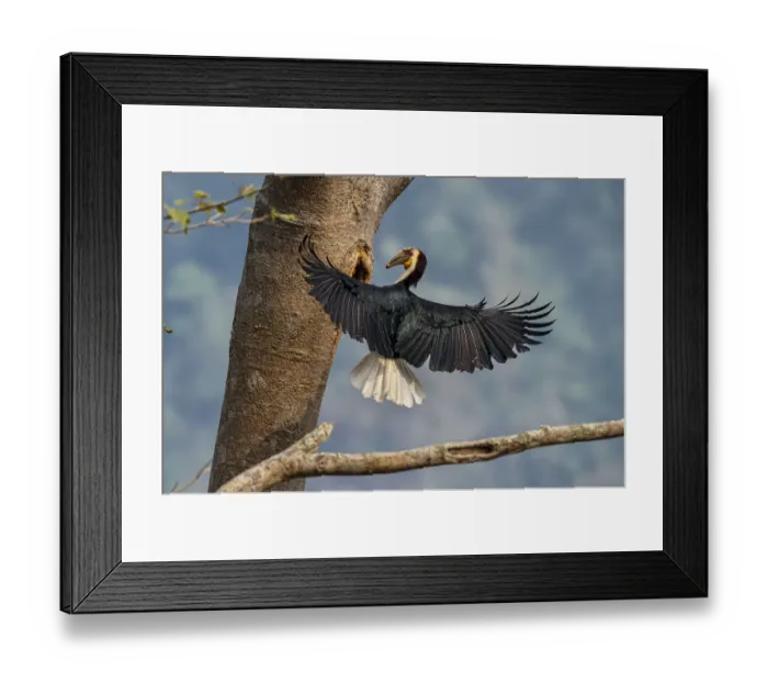 Framed Print : Wreathed hornbill (Rhyticeros undulatus) landing at nest hole, Yunnan province, China Framed Print : Wreathed hornbill (Rhyticeros undulatus) landing at nest hole, Yunnan province, China