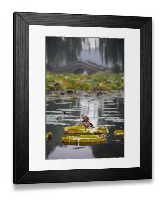 Framed Print : Mandarin duck (Aix galericulata) on lilypad, Yuyuantan Park, Beijing, China Framed Print : Mandarin duck (Aix galericulata) on lilypad, Yuyuantan Park, Beijing, China