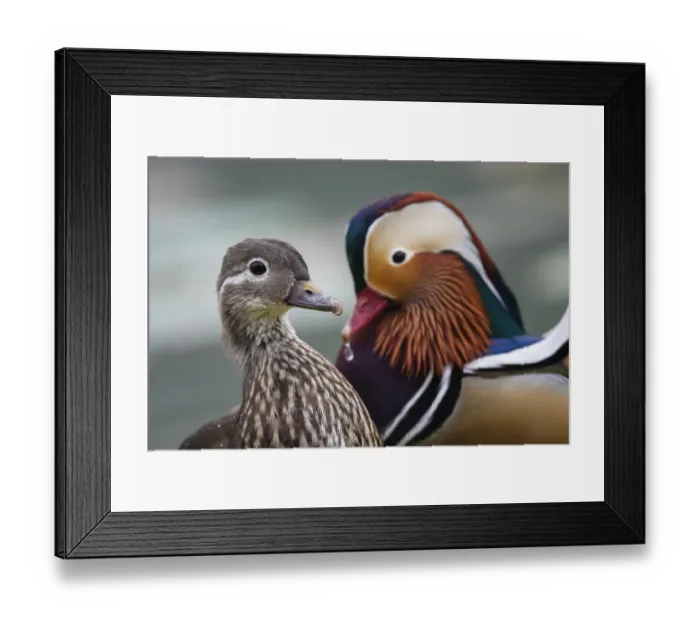 Framed Print : Mandarin duck (Aix galericulata) male female pair, Yuyuantan Park, Beijing, China Framed Print : Mandarin duck (Aix galericulata) male female pair, Yuyuantan Park, Beijing, China