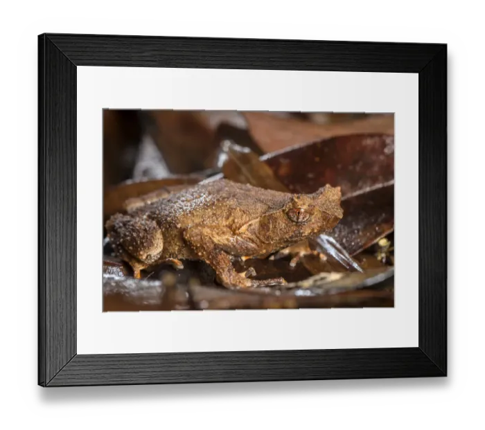 Framed Print : Short-legged horned toad (Xenophrys brachykolos) Tai Tam Country Park, Hong Kong, China Framed Print : Short-legged horned toad (Xenophrys brachykolos) Tai Tam Country Park, Hong Kong, China