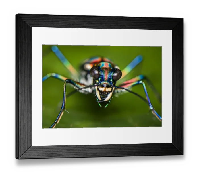 Framed Print : Blue-spotted or Golden-spotted tiger beetle (Cicindela aurulenta), Lamma Island Framed Print : Blue-spotted or Golden-spotted tiger beetle (Cicindela aurulenta), Lamma Island