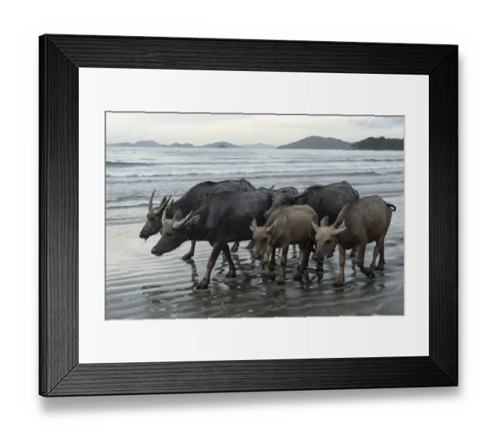 Framed Print : Wild buffalos (Bubalus arnee) on beach in Pui O, Lantau Island, Hong Kong, China Framed Print : Wild buffalos (Bubalus arnee) on beach in Pui O, Lantau Island, Hong Kong, China