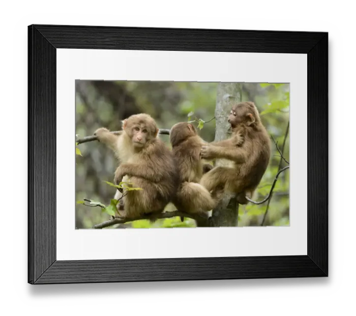 Framed Print : Tibetan macaques (Macaca thibetana) babies playing, Tangjiahe Nature Reserve, Sichuan Framed Print : Tibetan macaques (Macaca thibetana) babies playing, Tangjiahe Nature Reserve, Sichuan