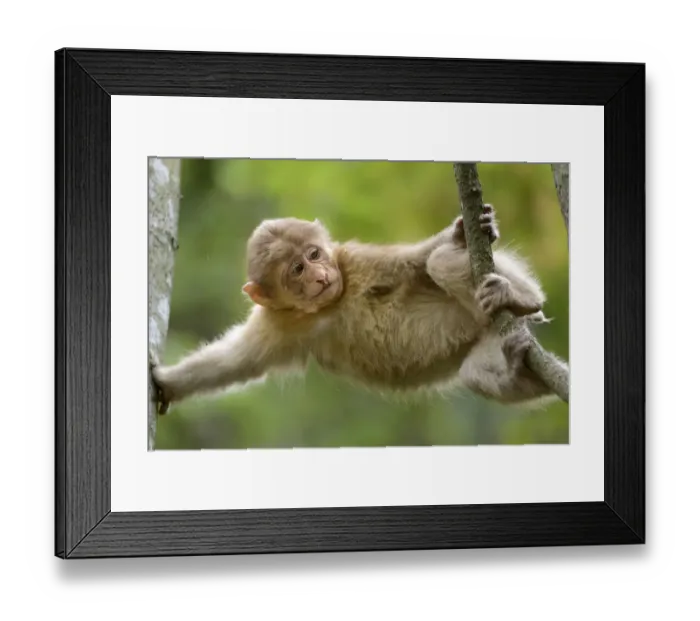 Framed Print : Tibetan macaque (Macaca thibetana) baby playing in tree, Tangjiahe Nature Reserve Framed Print : Tibetan macaque (Macaca thibetana) baby playing in tree, Tangjiahe Nature Reserve