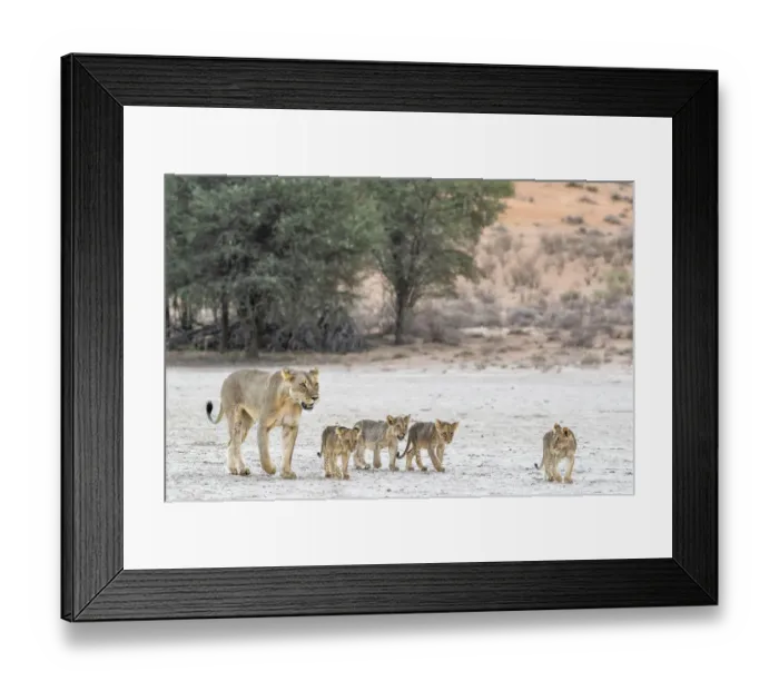 Framed Print : Lioness (Panthera leo) with cubs, Kgalagadi Transfrontier Park, South Africa Framed Print : Lioness (Panthera leo) with cubs, Kgalagadi Transfrontier Park, South Africa