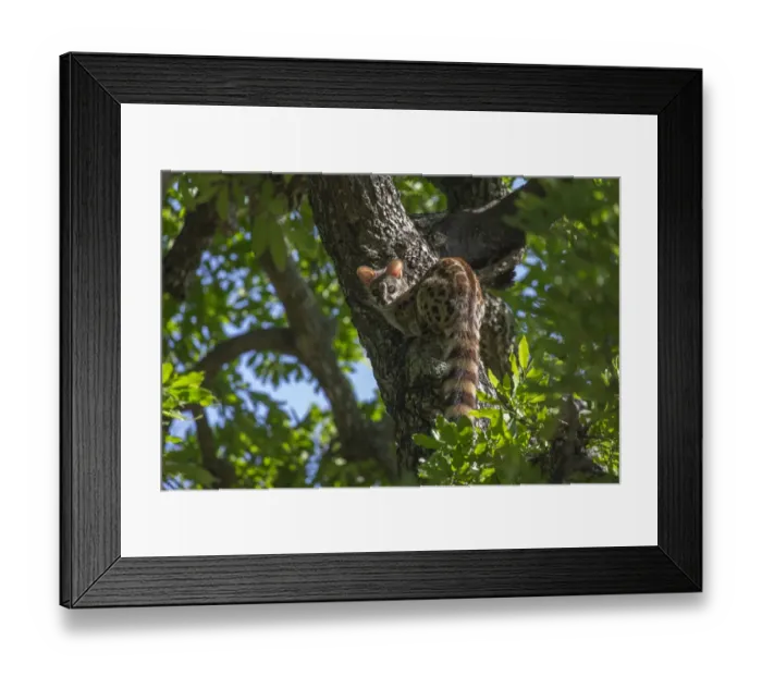 Framed Print : Large spotted genet (Genetta tigrina), Elephant Plains, Sabi Sand game reserve Framed Print : Large spotted genet (Genetta tigrina), Elephant Plains, Sabi Sand game reserve