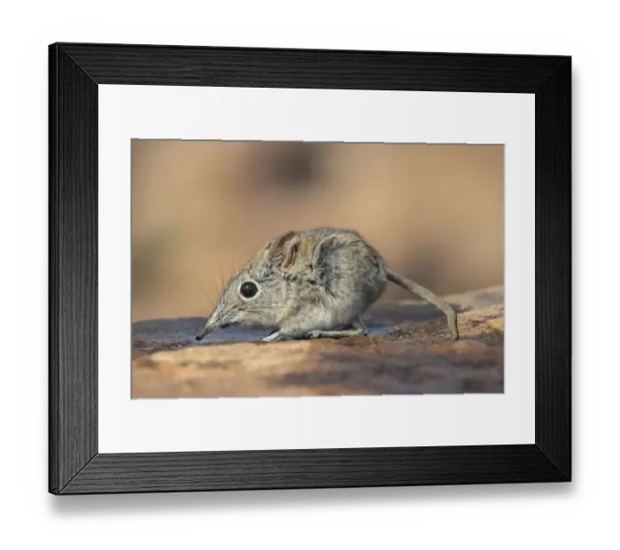 Framed Print : Eastern rock elephant shrew (Elephantulus myurus), Tuli game reserve, Botswana Framed Print : Eastern rock elephant shrew (Elephantulus myurus), Tuli game reserve, Botswana