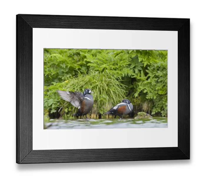 Framed Print : Harlequin drakes (Histrionicus laxa) Myvatn, Iceland, June Framed Print : Harlequin drakes (Histrionicus laxa) Myvatn, Iceland, June