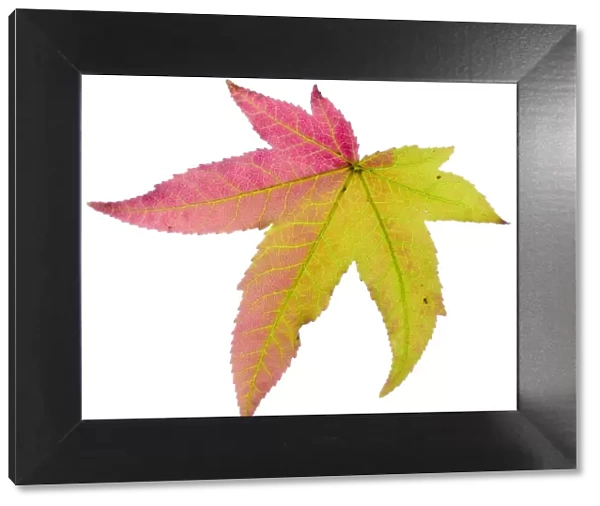 Liquidambar  /  Sweetgum (Liquidambar styraciflua) tree leaf changing to autumn colour