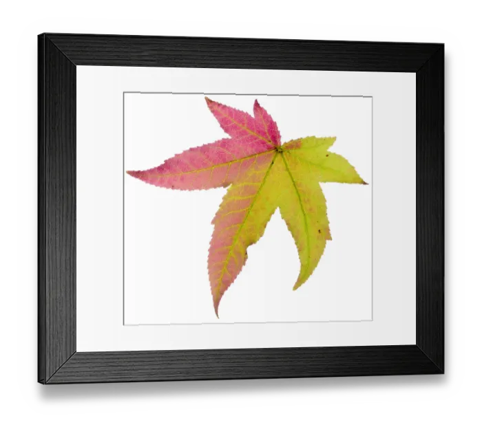 Framed Print : Liquidambar / Sweetgum (Liquidambar styraciflua) tree leaf changing to autumn colour Framed Print : Liquidambar / Sweetgum (Liquidambar styraciflua) tree leaf changing to autumn colour