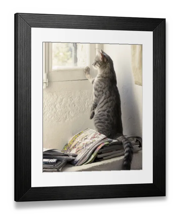Framed Print : Kitten looking out of window, France