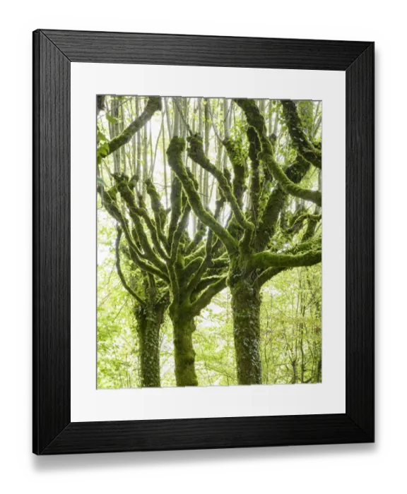 Framed Print : Pollarded limes trees (Tilia cordata)covered in moss and ivy, Pierrefitte, France Framed Print : Pollarded limes trees (Tilia cordata)covered in moss and ivy, Pierrefitte, France