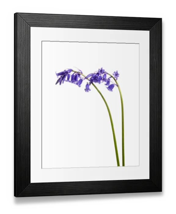 Framed Print : Bluebell (Hyacinthoides non-scripta) agianst white background, Mull, Scotland Framed Print : Bluebell (Hyacinthoides non-scripta) agianst white background, Mull, Scotland