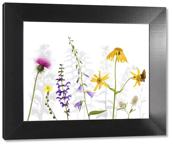 Selection of wildflowers against white background, including Thistle (Cirsium)