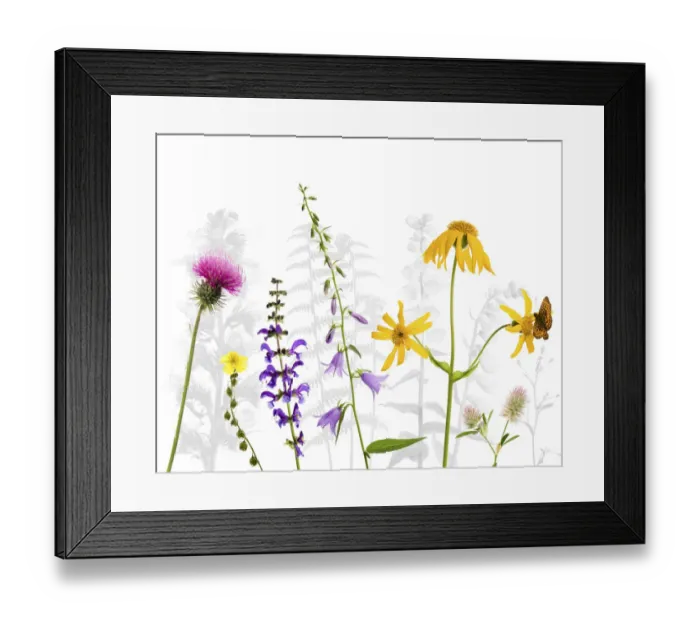 Framed Print : Selection of wildflowers against white background, including Thistle (Cirsium) Framed Print : Selection of wildflowers against white background, including Thistle (Cirsium)