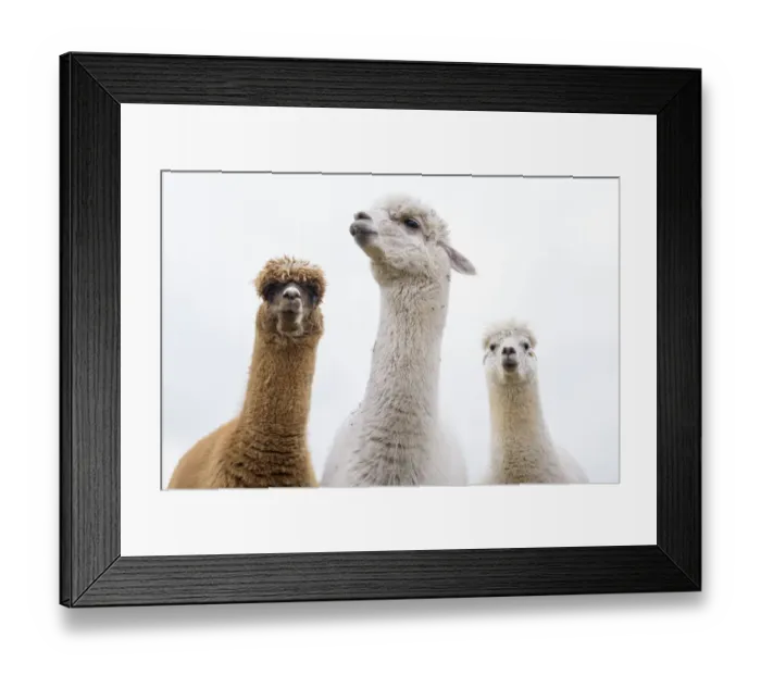 Framed Print : RF - Alpacas (Vicugna pacos) group of three, Newton Farm, Inverarity, Angus, Scotland, UK Framed Print : RF - Alpacas (Vicugna pacos) group of three, Newton Farm, Inverarity, Angus, Scotland, UK