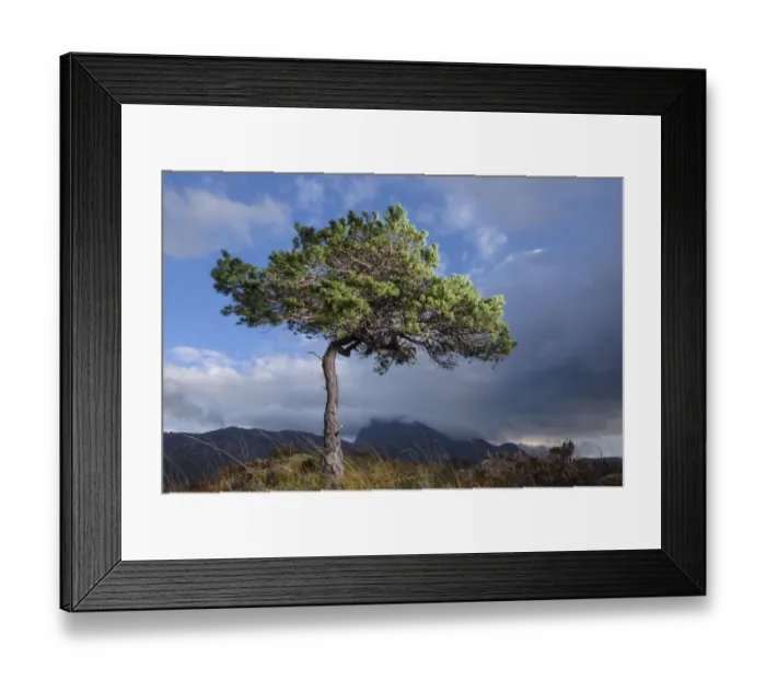 Framed Print : RF - Solitary Scots pine (Pinus sylvestris) lit by strobe, Torridon, Wester Ross Framed Print : RF - Solitary Scots pine (Pinus sylvestris) lit by strobe, Torridon, Wester Ross
