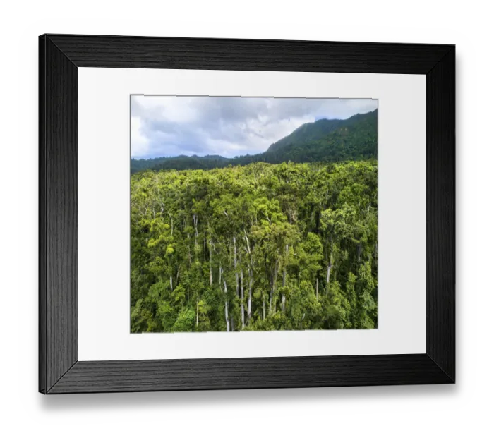 Framed Print : Tropical rainforest canopy. Syndicate Forest, Morne Diablotin National Park, Dominica Framed Print : Tropical rainforest canopy. Syndicate Forest, Morne Diablotin National Park, Dominica