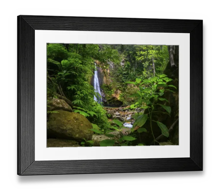 Framed Print : Syndicate Falls in rainforest. Dominica, Lesser Antilles. 2019 Framed Print : Syndicate Falls in rainforest. Dominica, Lesser Antilles. 2019