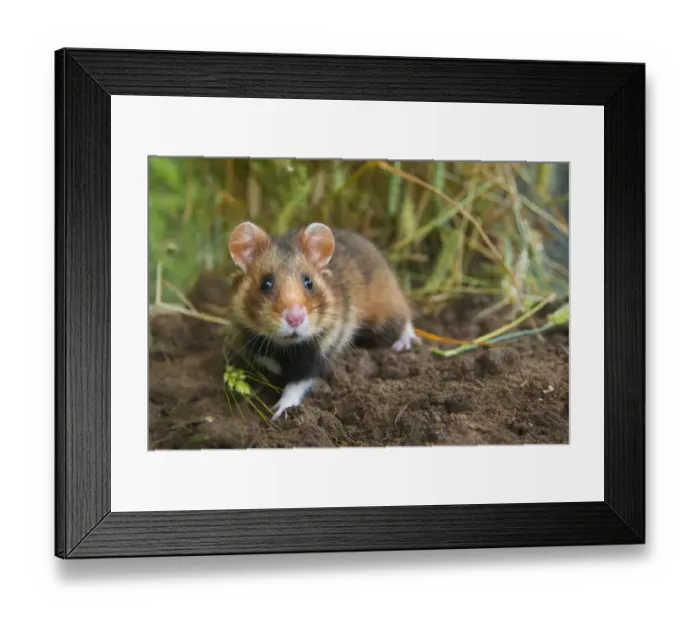 Framed Print : European hamster (Cricetus cricetus) in a ripe wheat field, Limburg, The Netherlands
