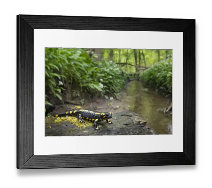 Framed Print : Fire salamander (Salamandra salamandra) in forest habitat, Hallerbos, Belgium. May Framed Print : Fire salamander (Salamandra salamandra) in forest habitat, Hallerbos, Belgium. May