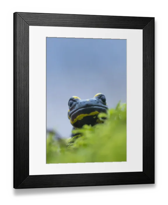 Framed Print : Fire salamander (Salamandra salamandra) close up portrait, Hallerbos, Belgium. November Framed Print : Fire salamander (Salamandra salamandra) close up portrait, Hallerbos, Belgium. November