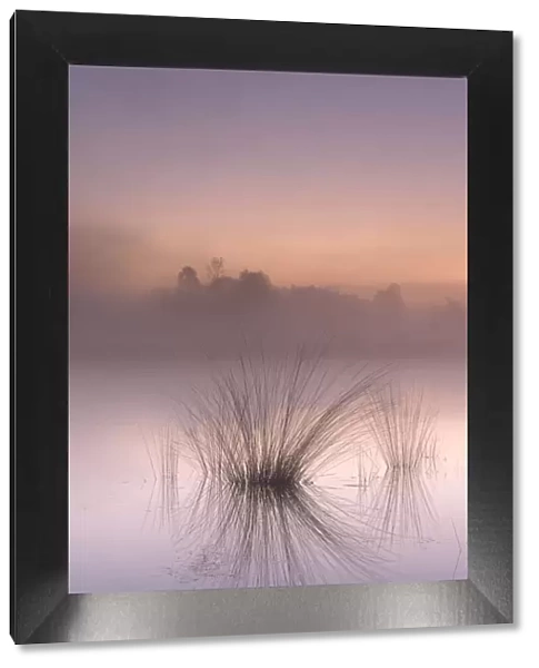 Tussocks reflected in misty fen at dawn. Klein Schietveld, Brasschaat, Belgium