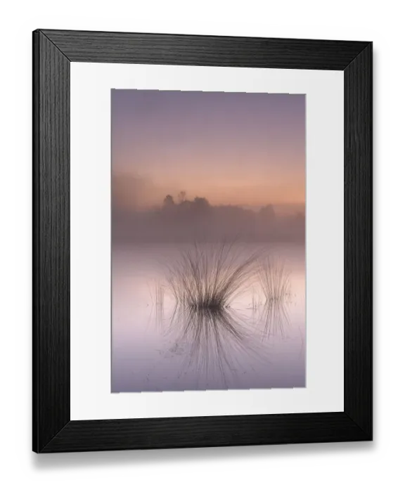 Framed Print : Tussocks reflected in misty fen at dawn. Klein Schietveld, Brasschaat, Belgium Framed Print : Tussocks reflected in misty fen at dawn. Klein Schietveld, Brasschaat, Belgium