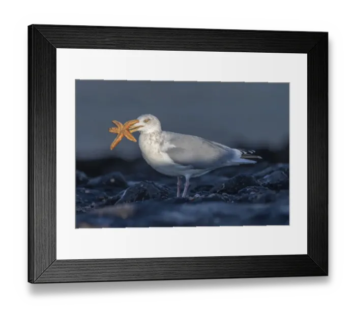 Framed Print : Herring gull (Larus argentatus) with Starfish prey in beak. Zeeland, The Netherlands Framed Print : Herring gull (Larus argentatus) with Starfish prey in beak. Zeeland, The Netherlands