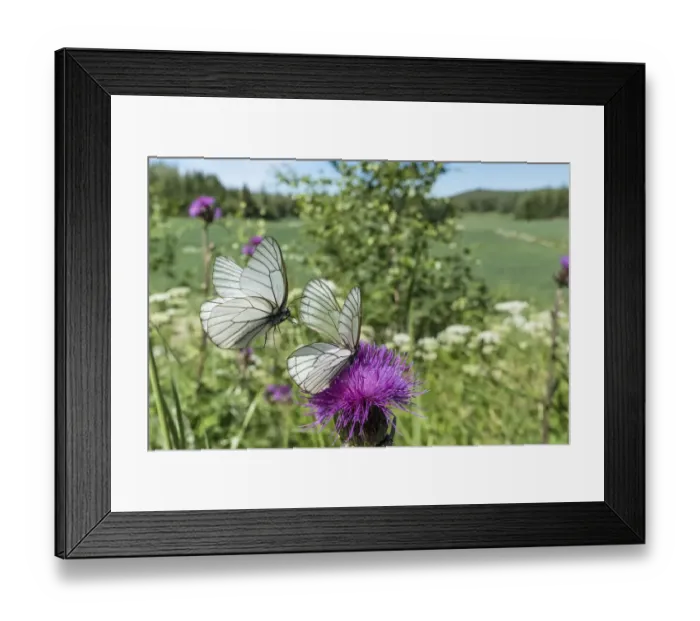 Framed Print : Black-veined white (Aporia crataegi) butterfly pair, in flight and nectaring on Thistle Framed Print : Black-veined white (Aporia crataegi) butterfly pair, in flight and nectaring on Thistle