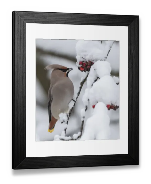 Framed Print : Bohemian waxwing (Bombycilla garrulus) feeding on snow covered Rowan (Sorbus sp) berries Framed Print : Bohemian waxwing (Bombycilla garrulus) feeding on snow covered Rowan (Sorbus sp) berries