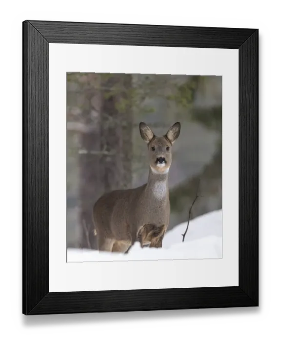 Framed Print : European roe deer (Capreolus capreolus) standing in snow, in winter pelage Framed Print : European roe deer (Capreolus capreolus) standing in snow, in winter pelage