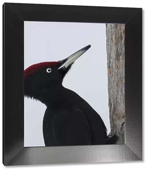 Black woodpecker (Dryocopus martius) male on tree trunk, portrait
