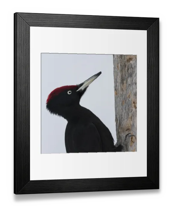 Framed Print : Black woodpecker (Dryocopus martius) male on tree trunk, portrait Framed Print : Black woodpecker (Dryocopus martius) male on tree trunk, portrait