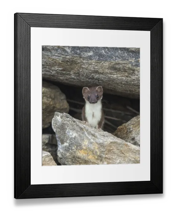 Framed Print : Stoat (Mustela erminea) amongst rocks. Skibotn, Troms and Finnmark, Norway. August Framed Print : Stoat (Mustela erminea) amongst rocks. Skibotn, Troms and Finnmark, Norway. August