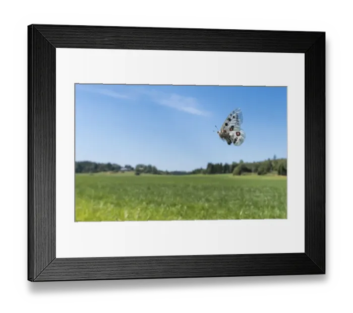 Framed Print : Apollo (Parnassius apollo) butterfly female in flight over field Framed Print : Apollo (Parnassius apollo) butterfly female in flight over field